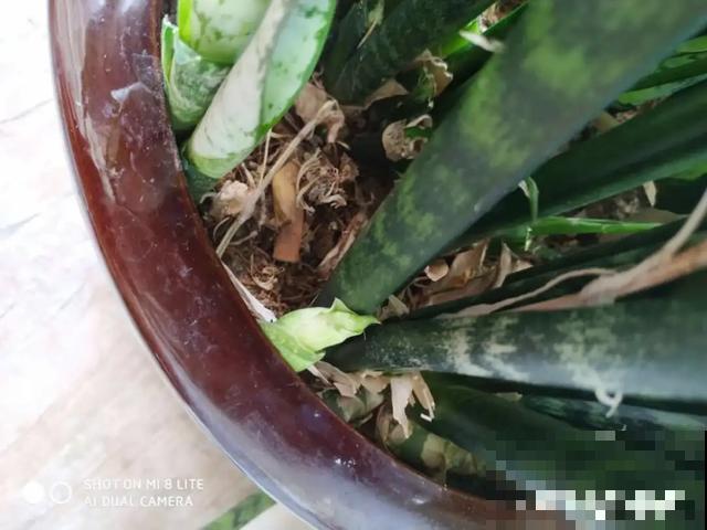 养花就得勤“掐”，别心疼，掐完才能呼呼冒芽