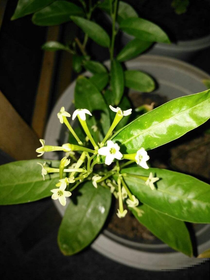 这花晚上才会开，谁见了都感叹：太漂亮了！