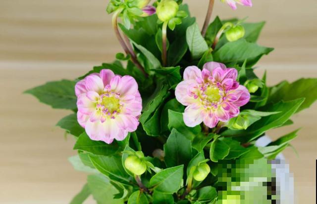 “3种花”，别人觉得不吉利，我觉得寓意好，开花也特多