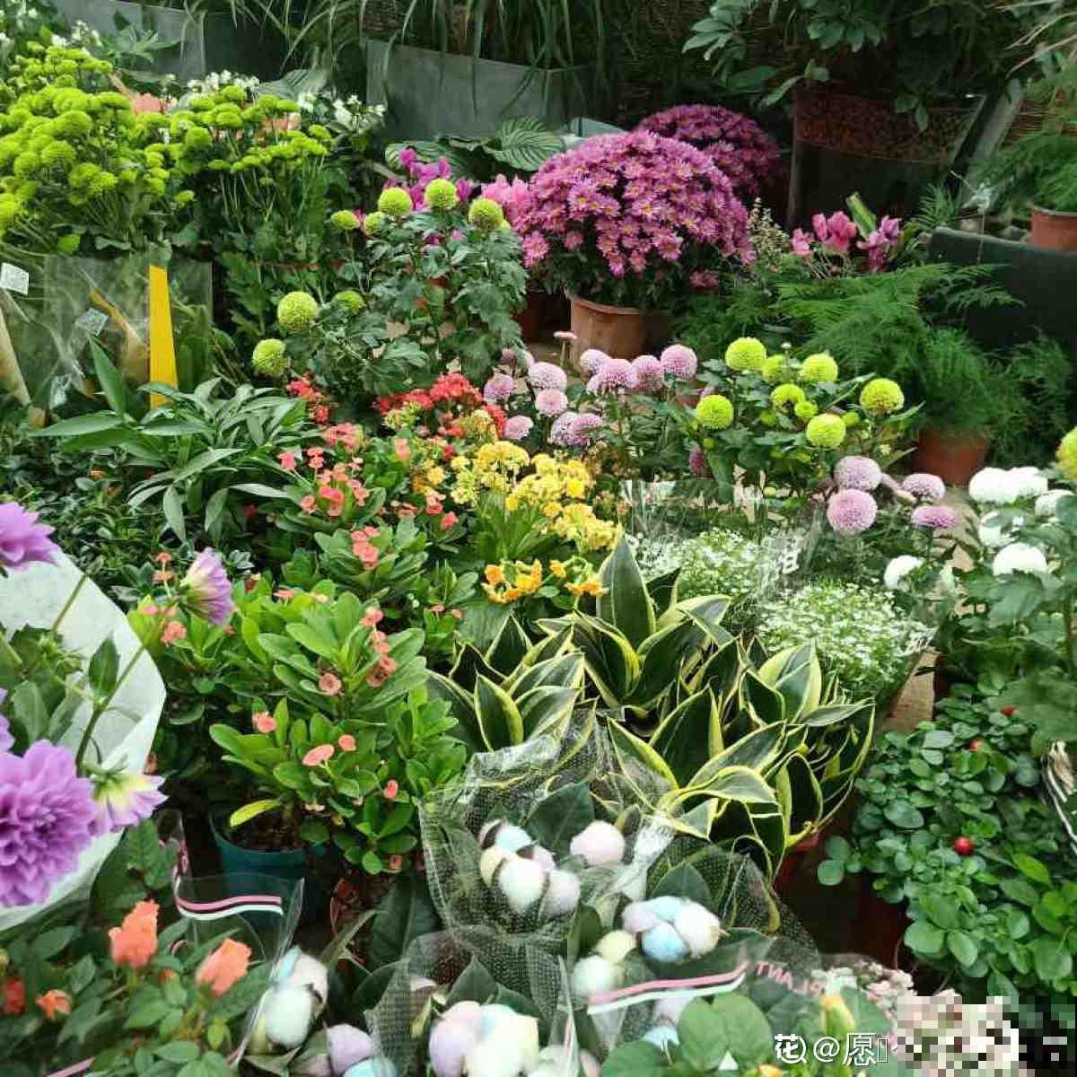 花市买花要会“挑”，挑对了开花一大片，整个春天有花看！