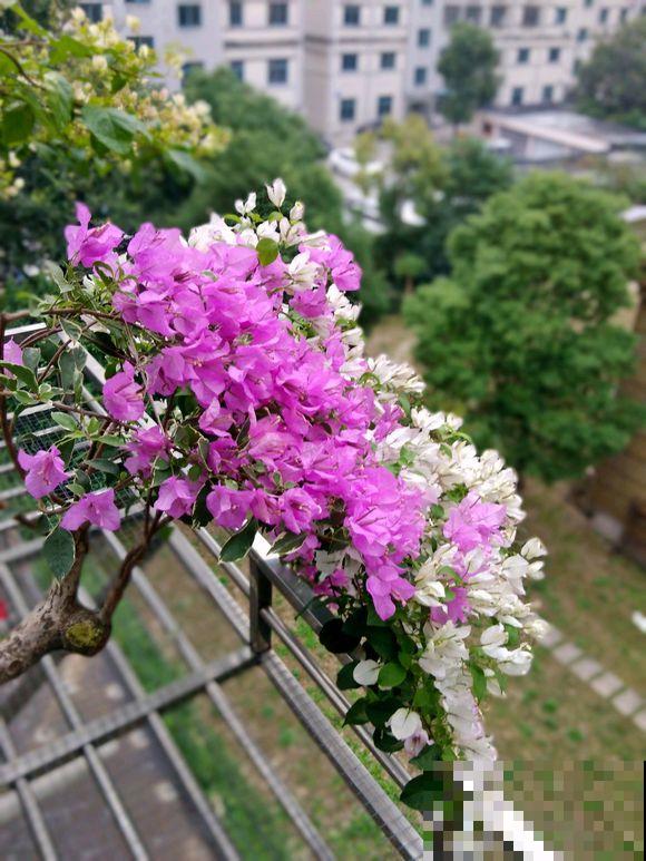 三角梅拉根枝条捆一捆，普货立马变精品，价值翻倍！