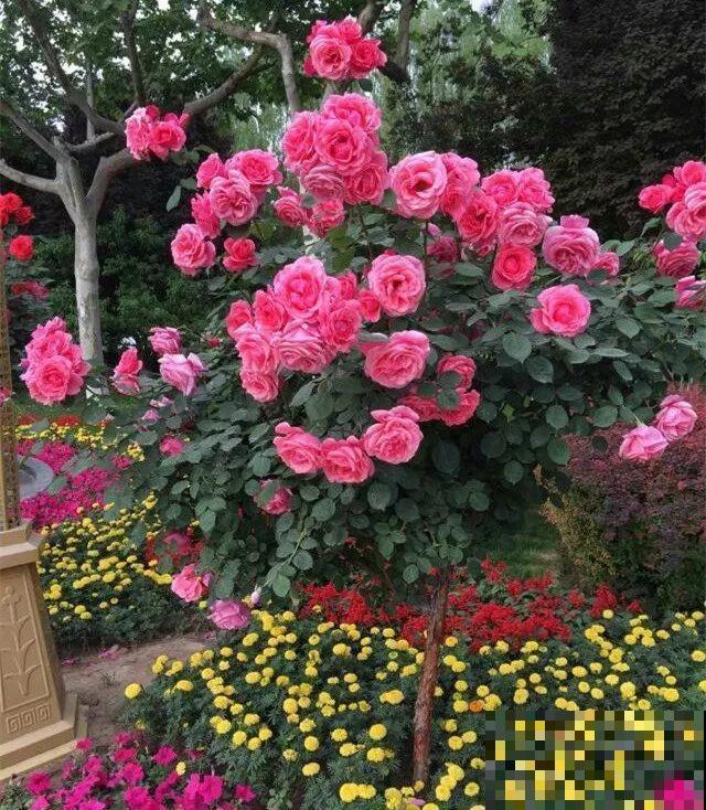 除了蟹爪兰，这花也能嫁接，开花的时候太美了！