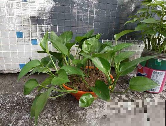 家里的烂菜叶子烂水果，这么一捣鼓，养花效果翻番！