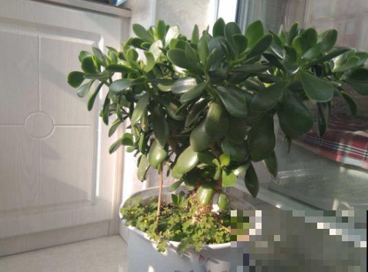 这种植物很难养开花，一开花就有好事发生，全家迎好运！