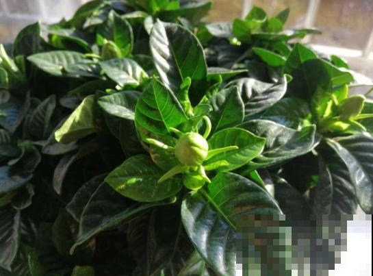 家里养栀子花，3个错误不要犯，否则一盆也养不活！