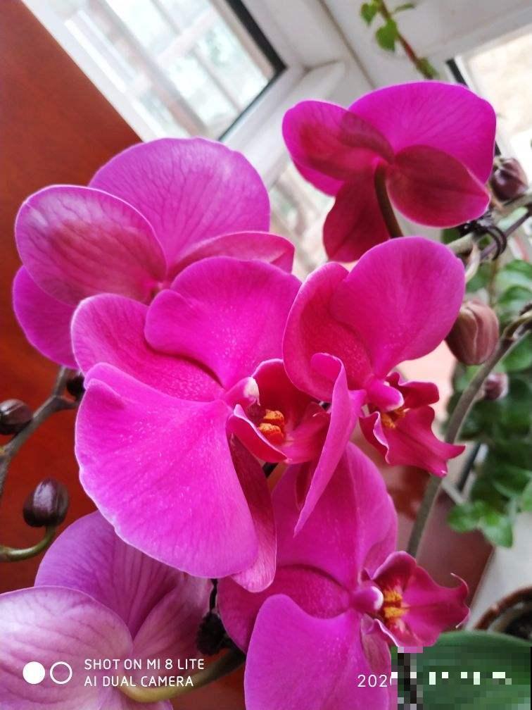4种花，尽量不要在春天买，养不活还浪费钱