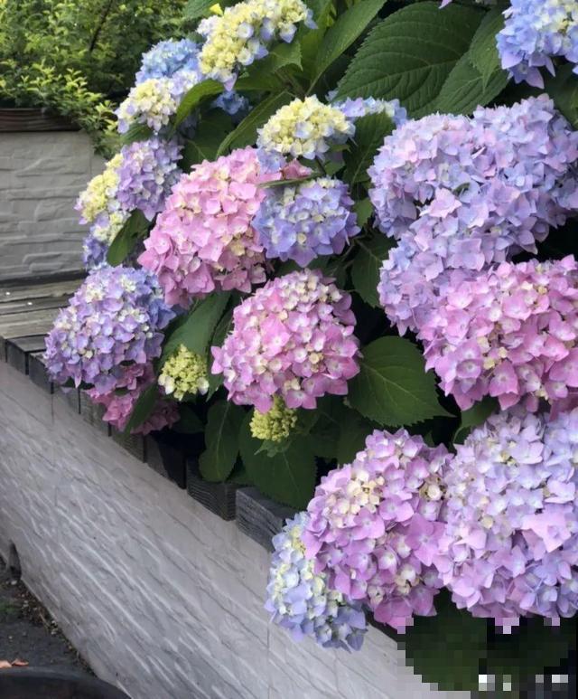 3月开始，8种花随便养，开花多长得快，新手也能养爆盆！