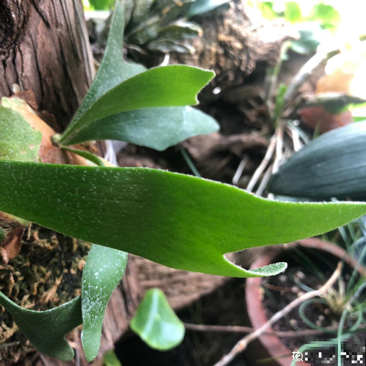 聪明人爱养的耐阴花，高贵不俗气，叶子长得跟油画似的
