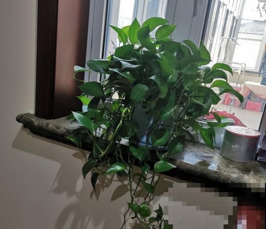 生命力超强的绿萝姑娘，原来都是这么养的！