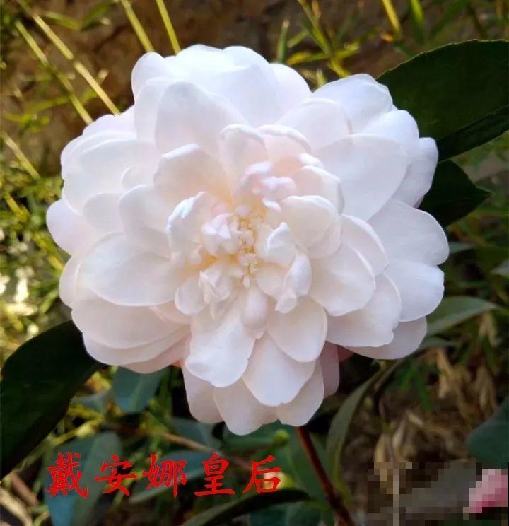 冬天必养的花，竟然有30个品种，最稀罕的是这个颜色！