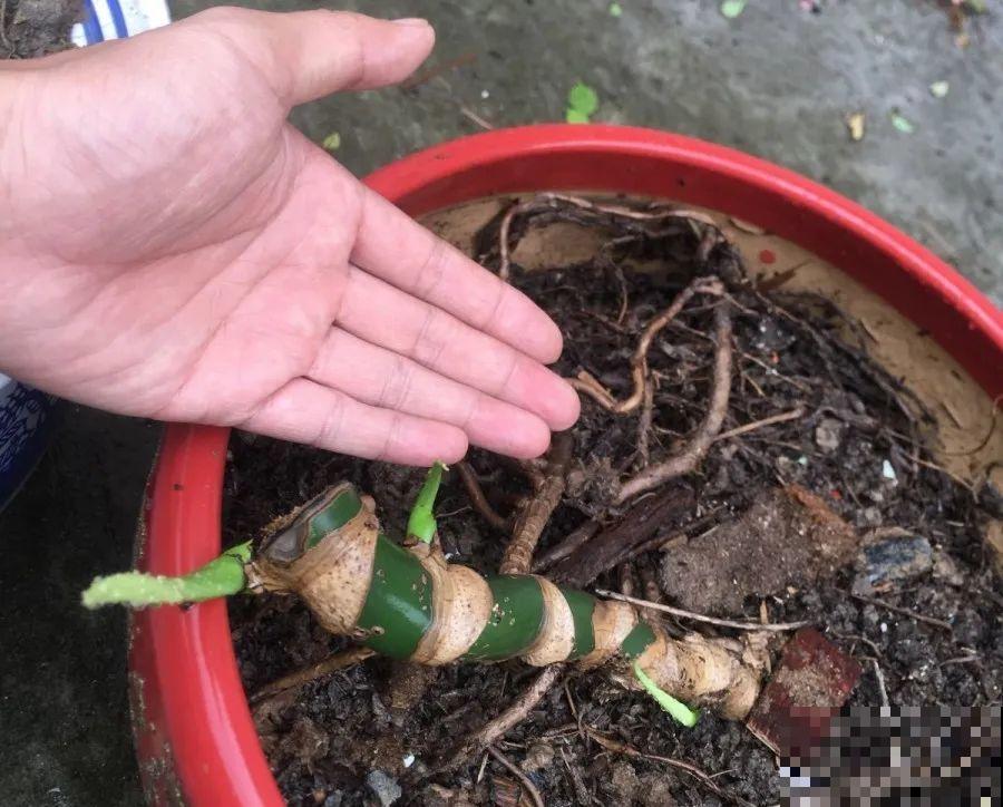 给这花换盆，土里扒出30个崽，根本不用扦插！