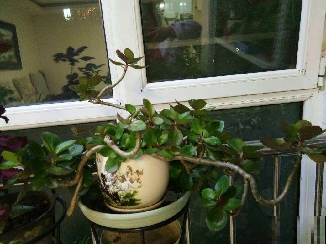 “2种”花，千万别养成老桩，否则难开花