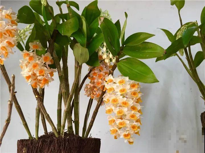10种名贵兰花，春节养最美，花一开满屋子香气！