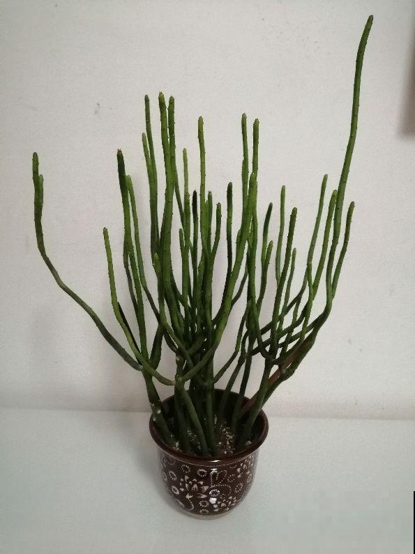 别看这花是个光杆，太阳一照，通透碧绿，谁见了都想养