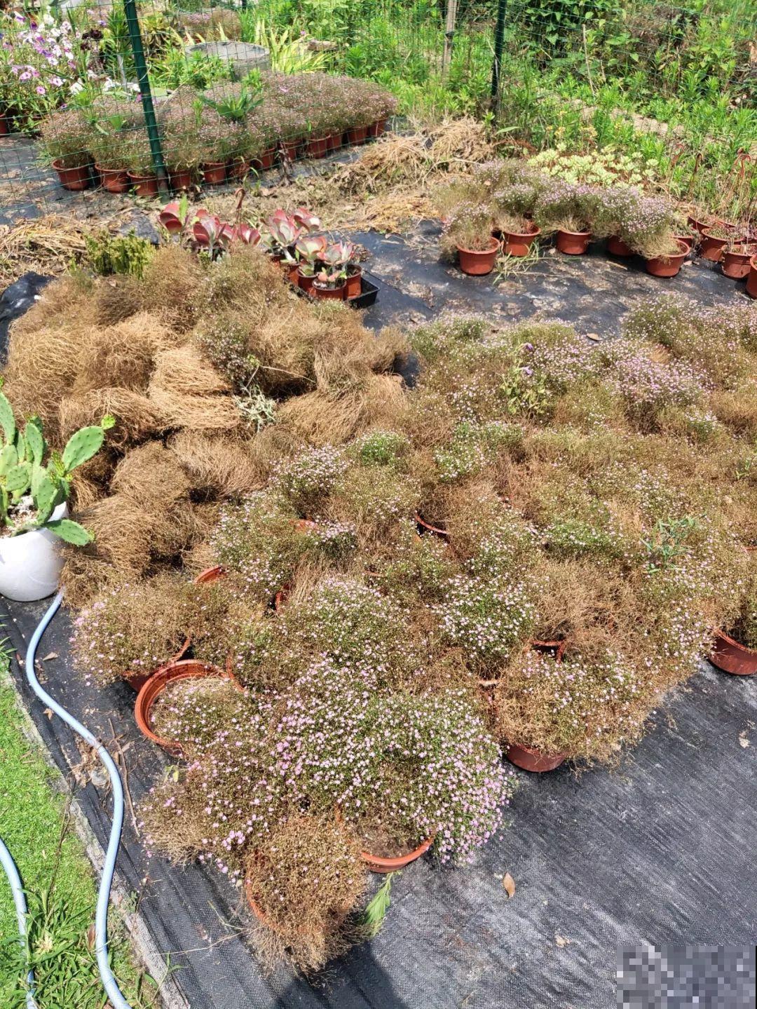 这花特好养，撒一把丢土里，冒出一堆新芽！
