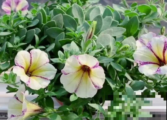 春天6种花要勤施肥，灌点自制肥水，满盆都在冒花苞！