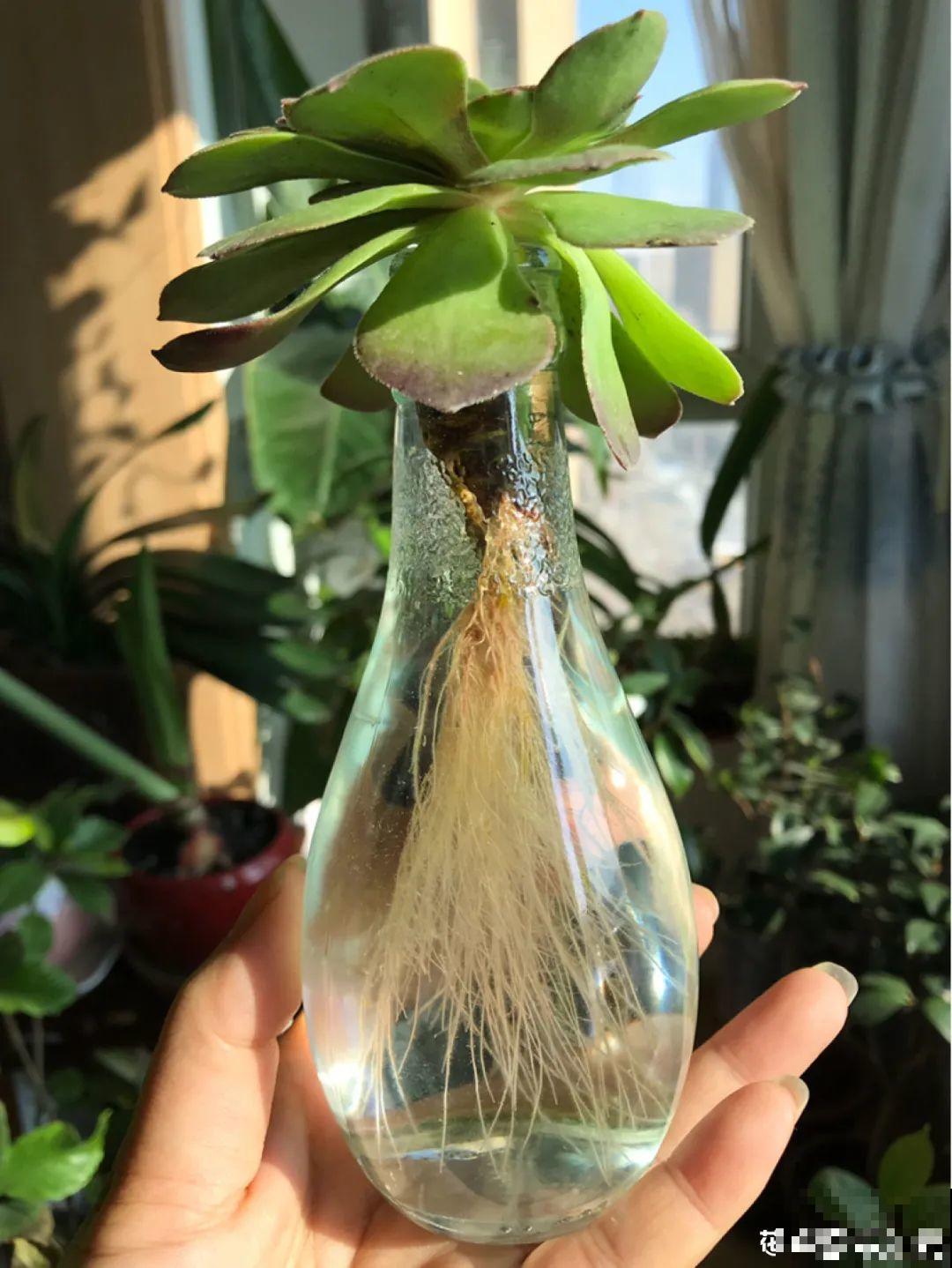 最难养的7种花，丢水里反而蹭蹭长，根系长满瓶！