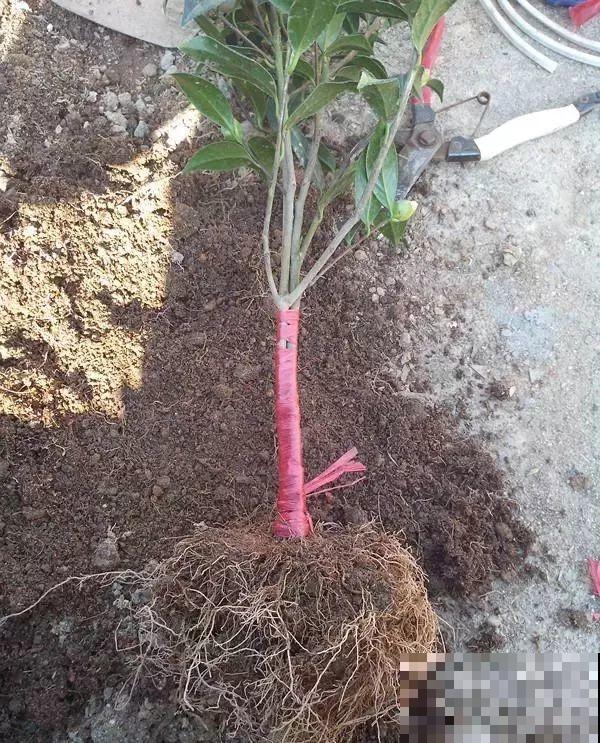 3棵茶花绑一绑，1年变成大老桩，懒人也能养成！