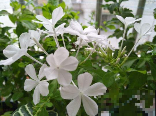 植物界的3种“雪花”，居然是在夏天开的，你见过几种？