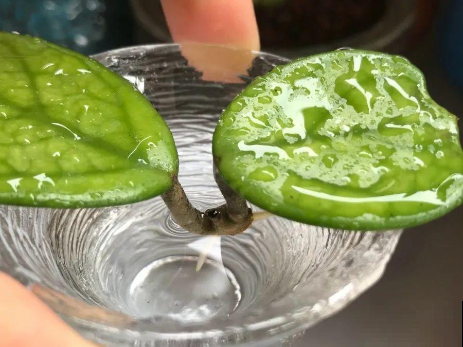 开完花的蟹爪兰，叶子摘一摘，放在梳子上遇水就生根！