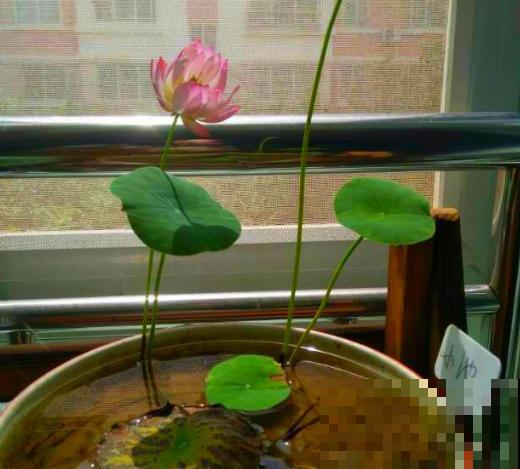 春天适合种一盆碗莲，浇多少水都没事，开花香远益清！