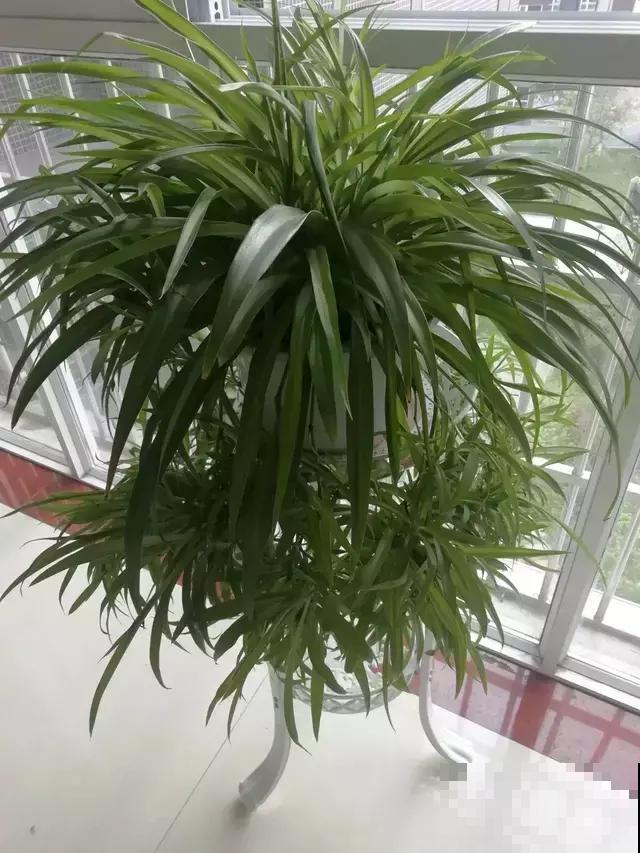 有时间，给家里的吊兰也收拾一下，叶子油亮还能窜小吊兰！