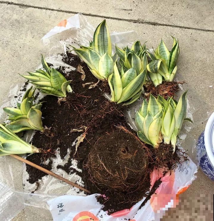 给这花换盆，土里扒出30个崽，根本不用扦插！