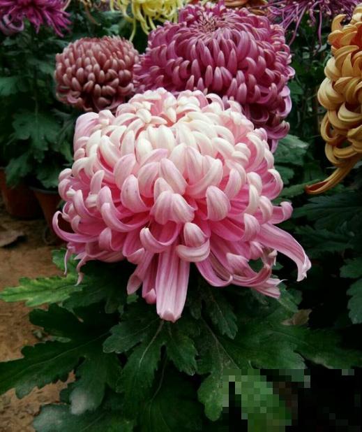 菊花春天会长“小脚”，掰下来种盆里，一棵立马变3棵！