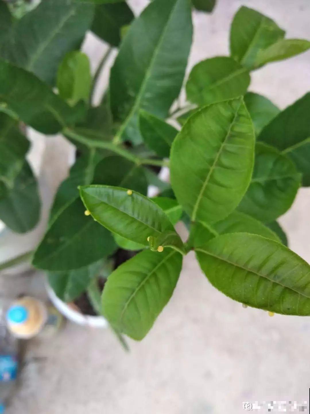 小心点，给花浇上84消毒液，直接活不过3天！