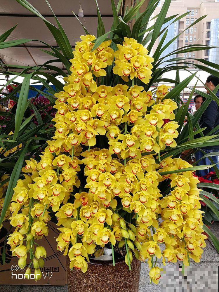花市买花要会“挑”，挑对了开花一大片，整个春天有花看！