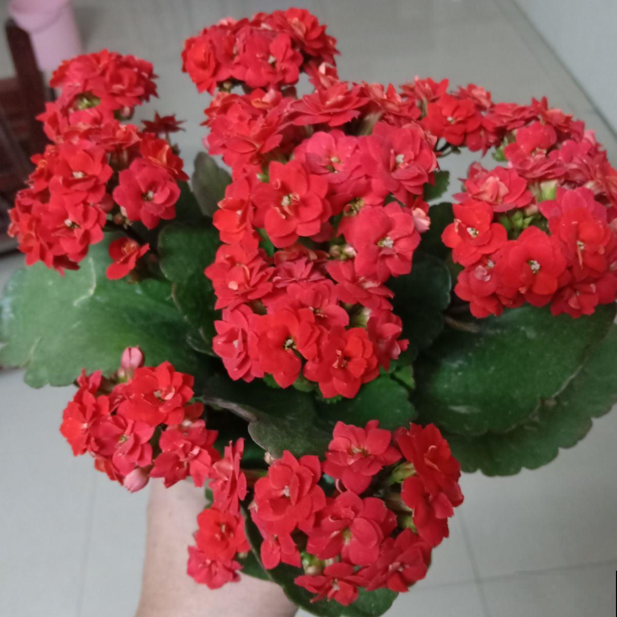 家里养这12种花，每个月开一盆，一整年都有花看