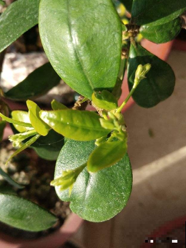 这花“只长叶子不开花”，在土里浇点酸水，叶子很快就能绿油油