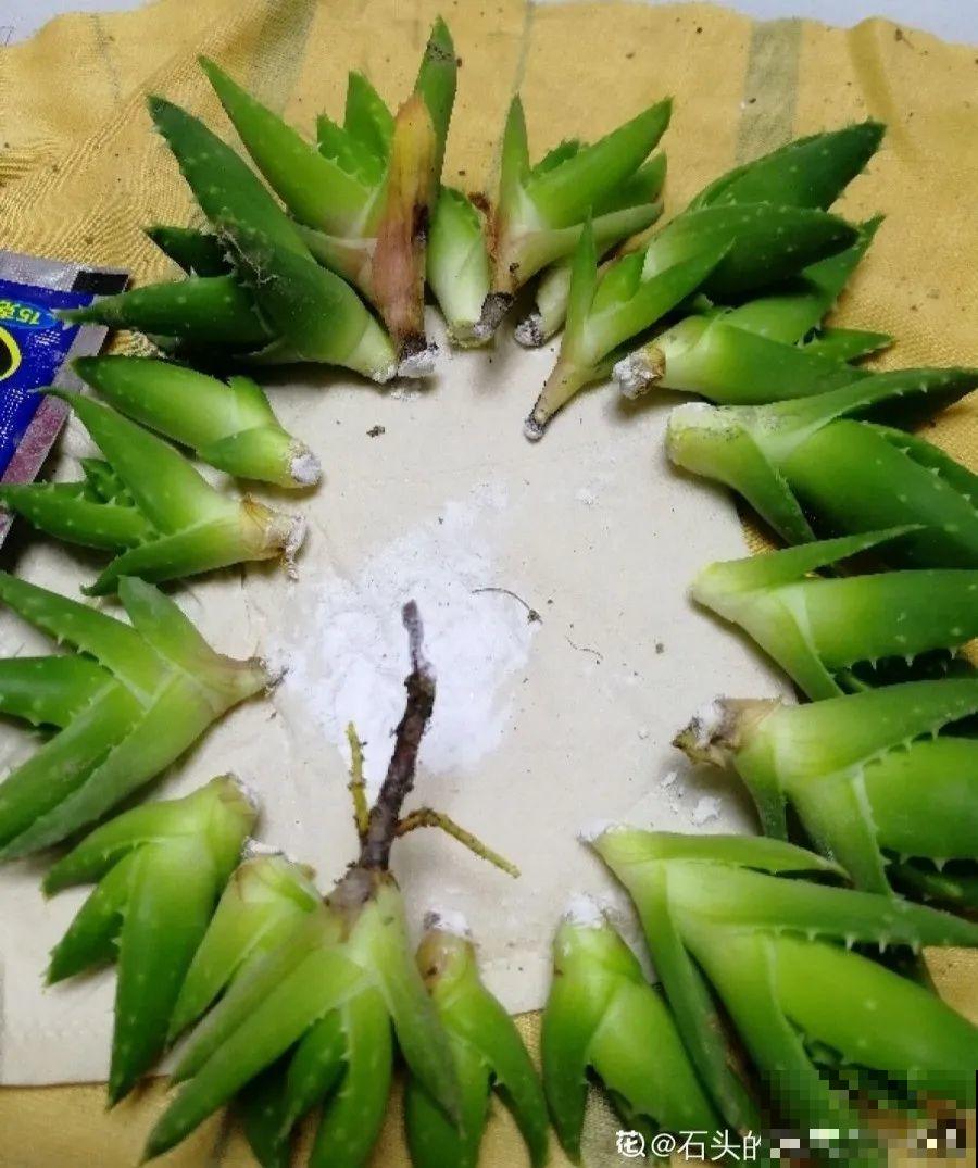 给这花换盆，土里扒出30个崽，根本不用扦插！