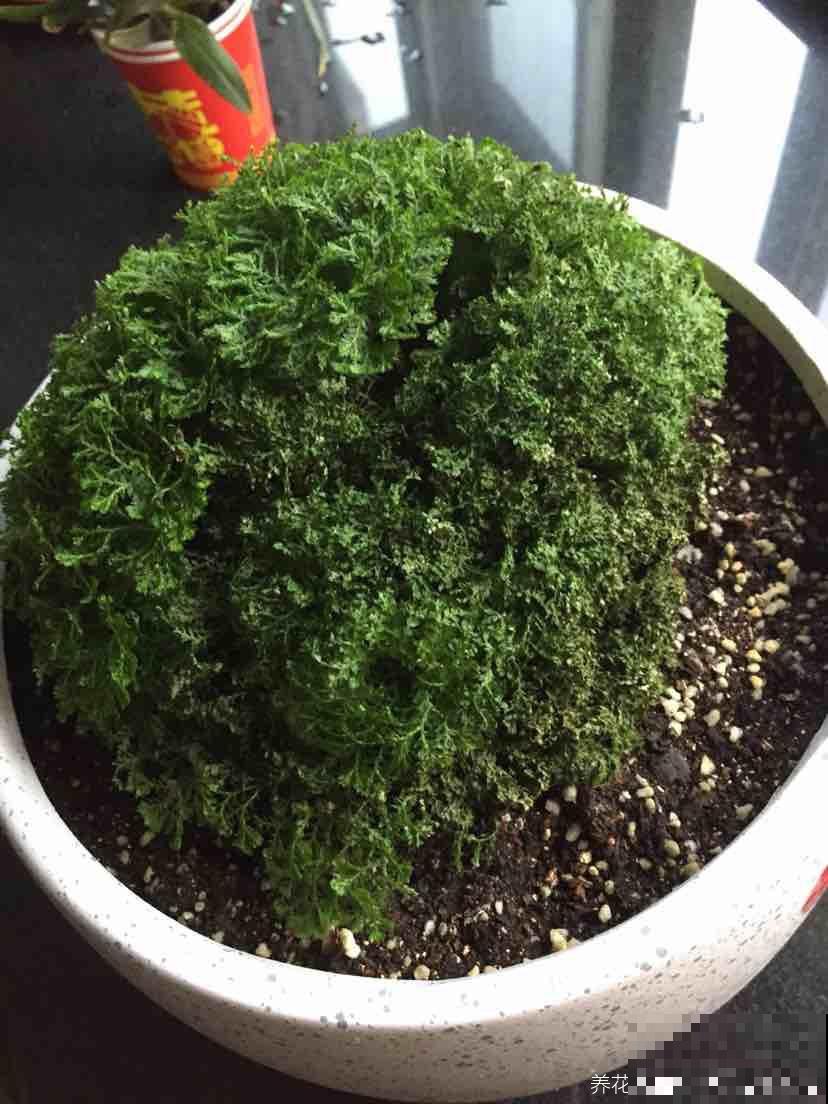 给点水就活的花，特容易爆盆，揪根枝就能长出20盆