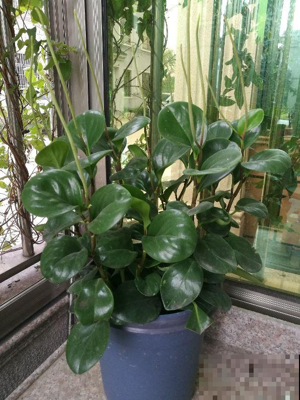 比绿萝还好养的花，叶子圆圆的，一擦就亮！
