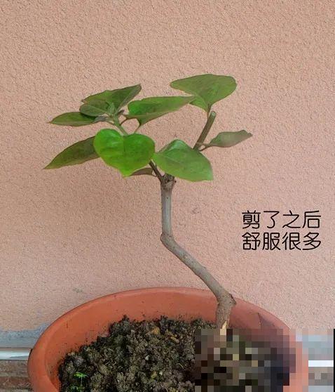 金枝玉叶不能长太高，越矮越值钱，一长高就砍！