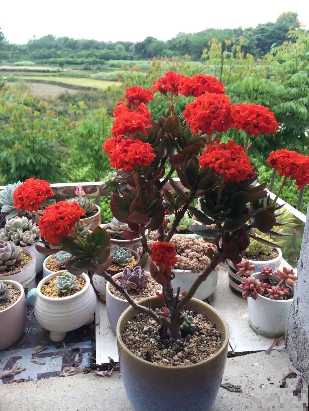 给花狠心剃光头，新芽呼呼冒，1年变老桩！