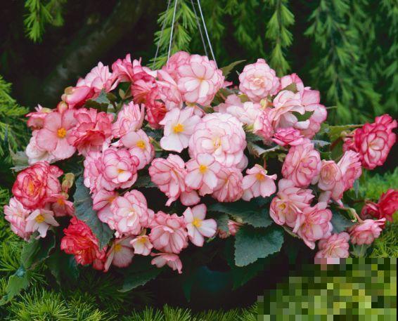 春天养花就选玛格丽塔，花期长、花量大，爆满小阳台！