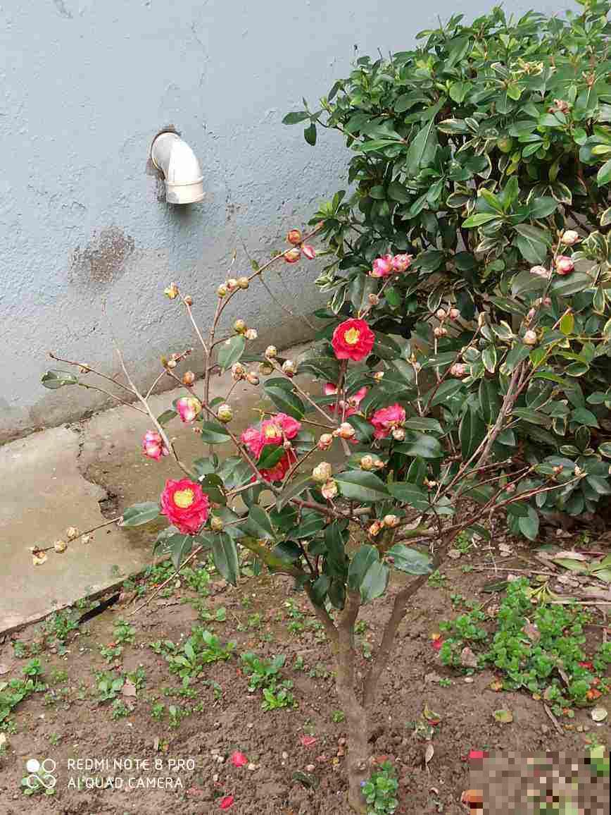 想让茶花枝茎粗壮开花艳，这几点不得不知，学会了就坐等赏花吧！