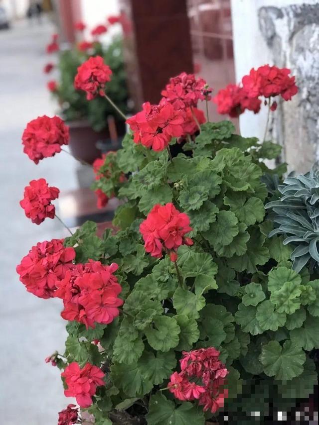 3月开始，8种花随便养，开花多长得快，新手也能养爆盆！