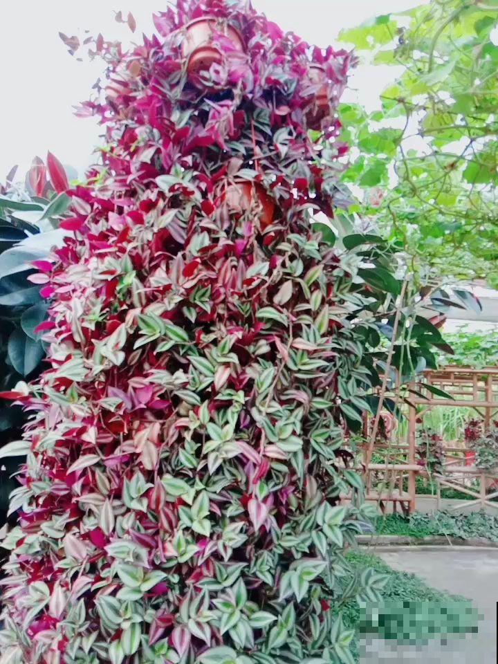 别养绿萝了，这花比绿萝好看好养，邻居一口气养了20盆