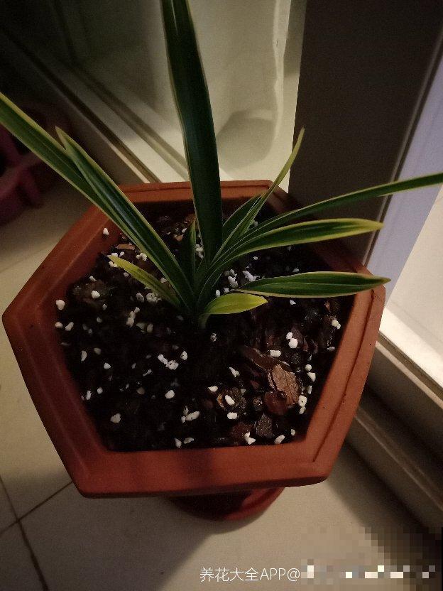 盆里出现这东西，赶紧换新土，不然花儿养不久！