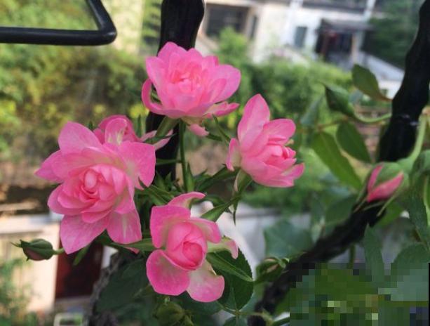 现在做好3件事，年后月季开爆盆，满头都是大花苞！