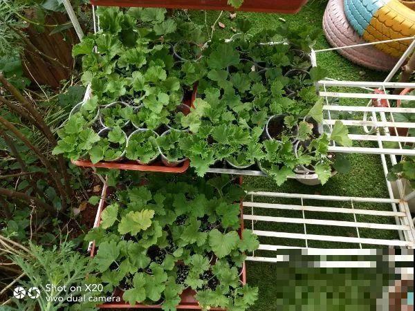 她在院子里养了上百种花，美食配着美花，日子乐悠悠！