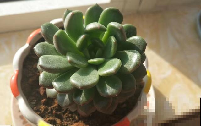 注意，多肉只是看起来“萌”，它的内心比谁都“浪”！