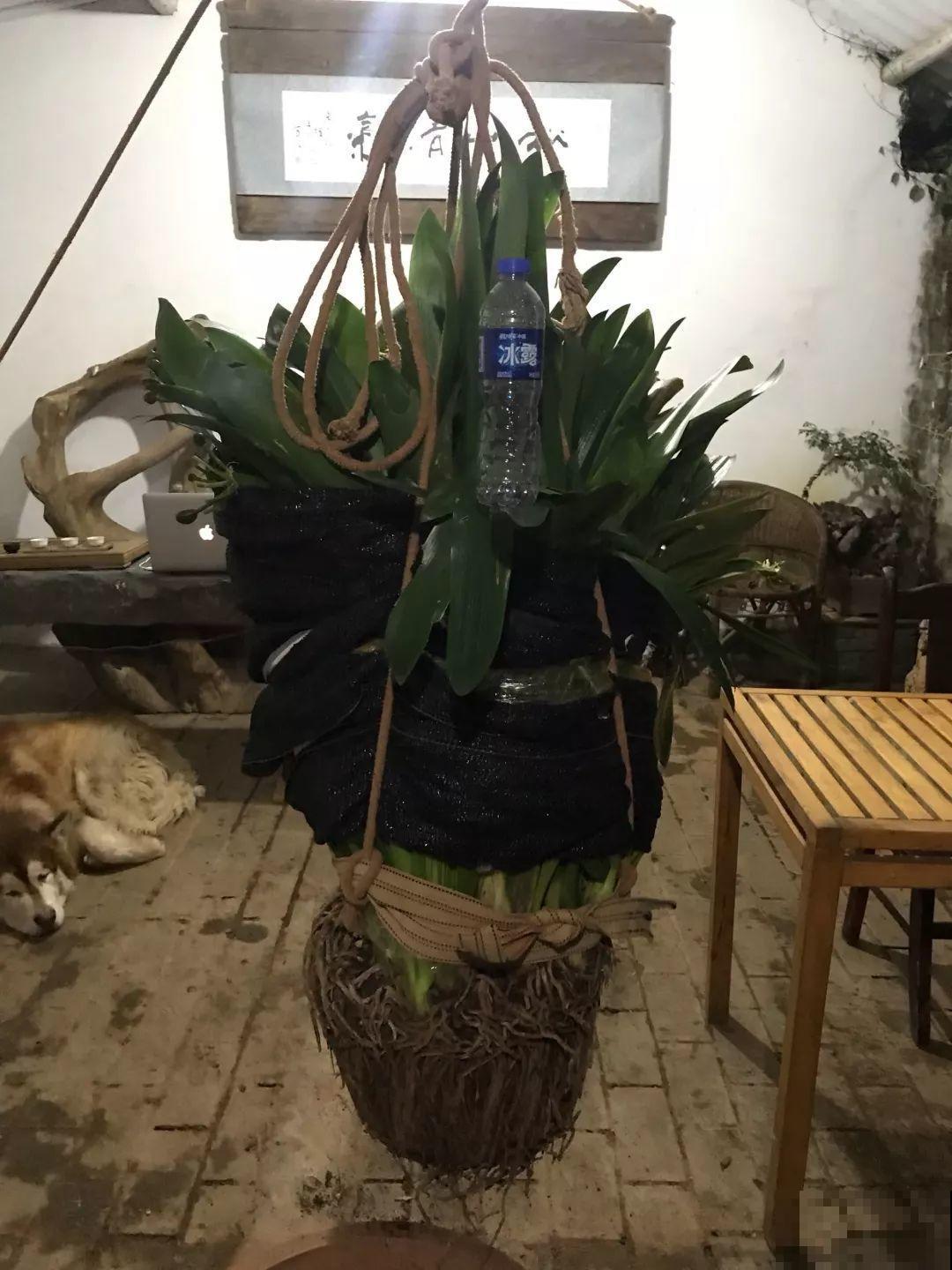 这花太能生，根系长满一轮胎，必须要换盆！