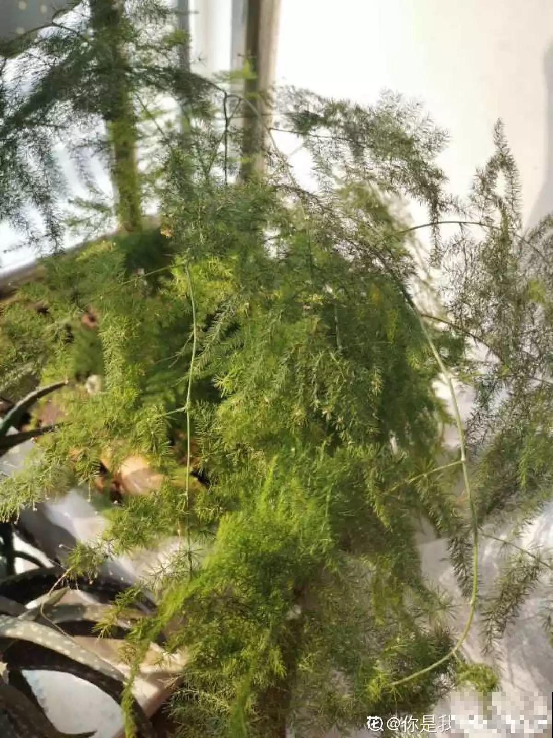 春天给花1盆水，疯长拦不住，开满整个阳台！