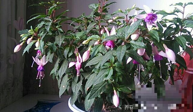 春天养花，这6件事做好，家里花开成海！