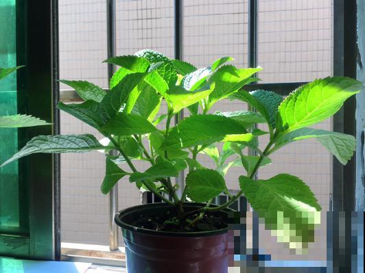 卧室有这4种花，赶紧搬出去，对身体不好！