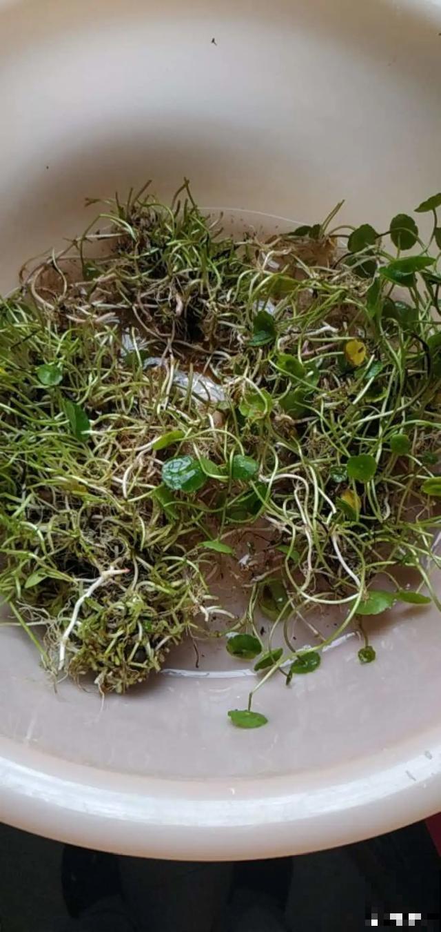 养花就得勤“掐”，别心疼，掐完才能呼呼冒芽